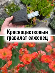 Гравилат красноцветковый многолетние красные цветы саженец