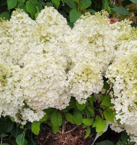bobo-gortenziya-v-gorshke