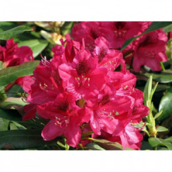 rododendron-nova-zembla-3-500x500