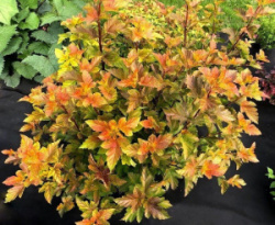 Ember-Dzhubili2