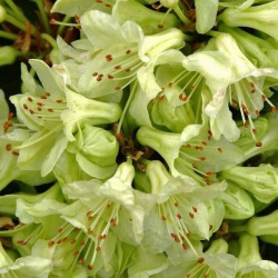 rododendron-gibridnyi-shemrok.jp